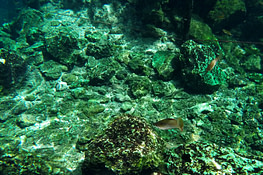 Tulum Gran Cenote Fische