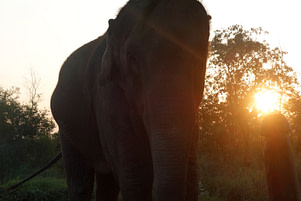 Bardia NP Elefant Sonnenuntergang