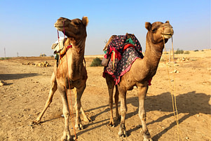 Jaisalmer Kamele