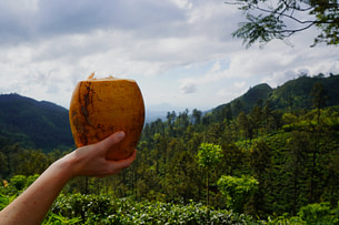 Sri Lanka Kokosnuss vor Wald