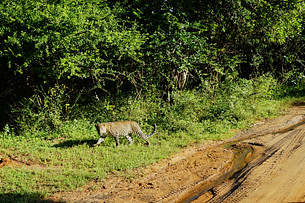 Yala Nationalpark Leopard