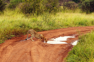 Safari Serengeti Gepard an Pfütze
