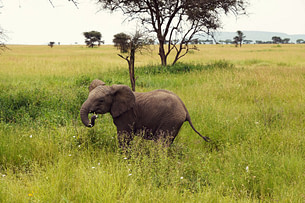 Serengeti Baby Elefant