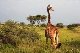 Serengeti Giraffe von hinten