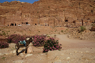 Petra Royal Tombs mit Esel
