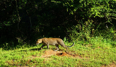 Yala Nationalpark Leopard läuft