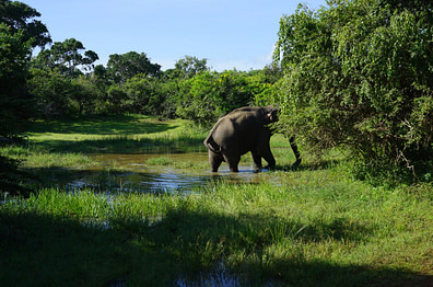 Yala Nationalpark Elefant