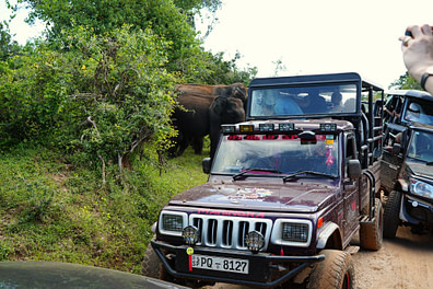 Yala Nationalpark Jeeps vor Elefanten
