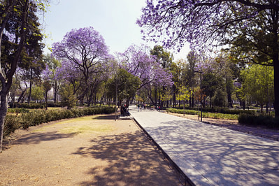 Mexico City Park