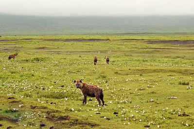 Ngorongoro Krater Hyänen