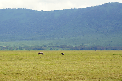 Ngorongoro Krater Nashorn I