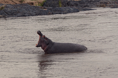 Serengeit Aggro Hippo