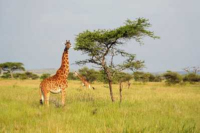 Safari Serengeti 2 Giraffen