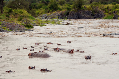 Serengeti Hippo Familie