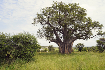 Tarangire Baobab Baum