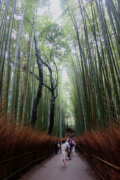 Kyoto Sagano Bambuswald