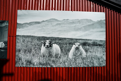 Island Haus Schafe