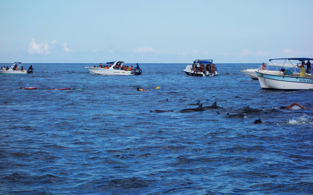 Mauritius Delfin Tour