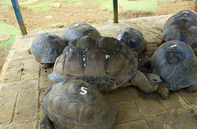 Botanischer Garten Riesenschildkröten