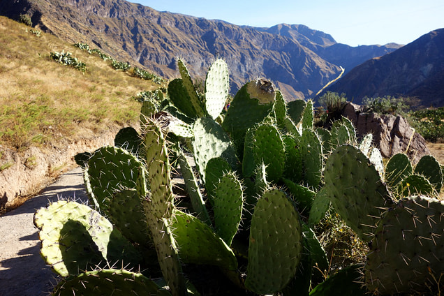 Colca Canyon Kaktus