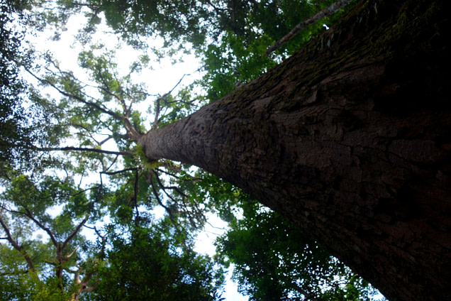 Bukit Lawang Riesenbaum von unten