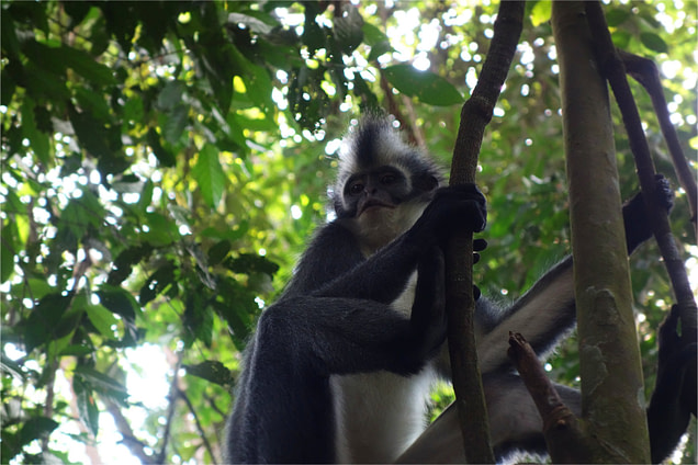 Bukit Lawang Thomas Leave Monkey Baum Closeup