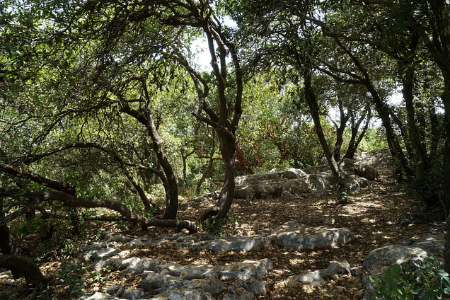 Ajloun Forest Reserve Wald