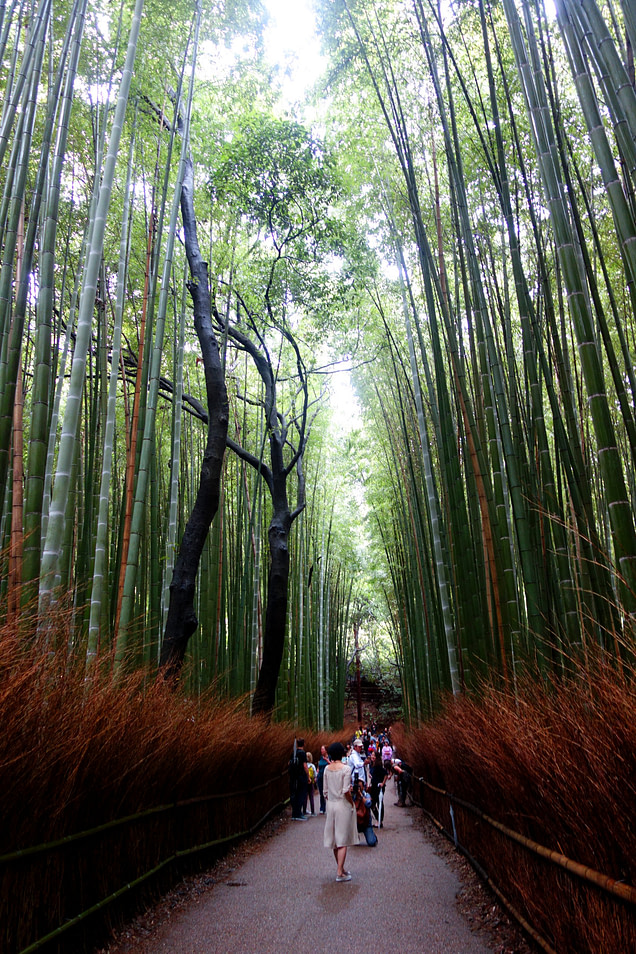 Kyoto Bambuswald