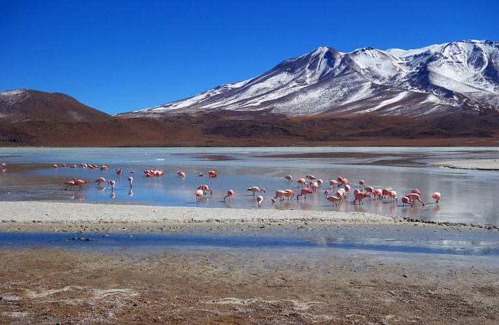 Salar de Uyuni Flamingos Lagune