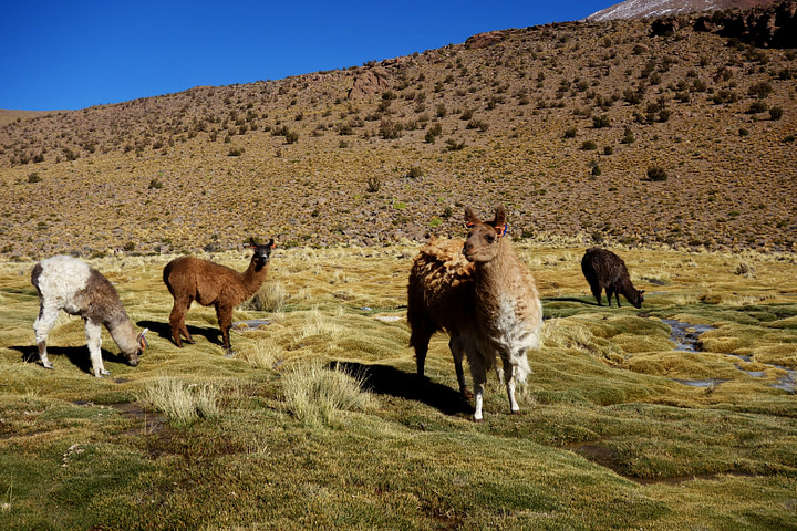 Salar de Uyuni Tour Lamas