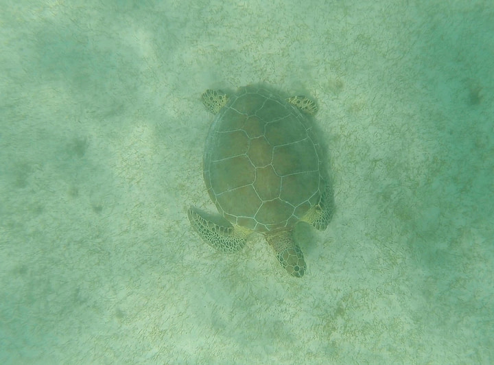 Akumal Schildkröte am Meeresboden