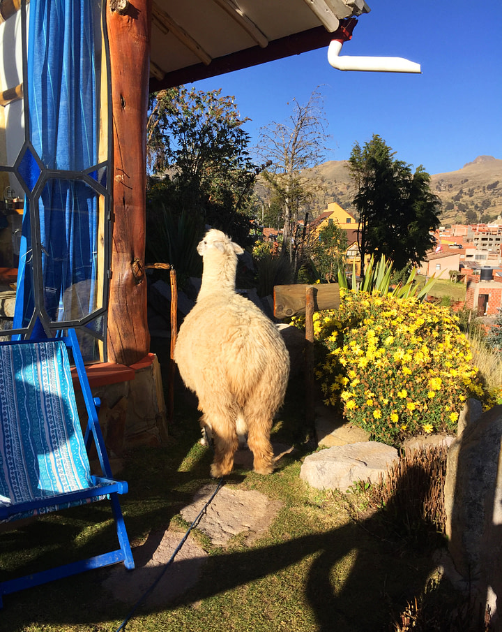 Titicacasee Alpaka im Garten