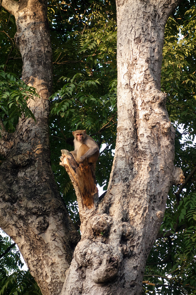 Bardia Nationalpark Affe