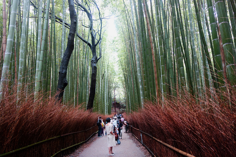 Kyoto Bambuswald