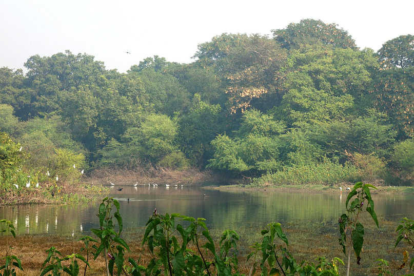 Bharatpur Keoladeo Vogelpark