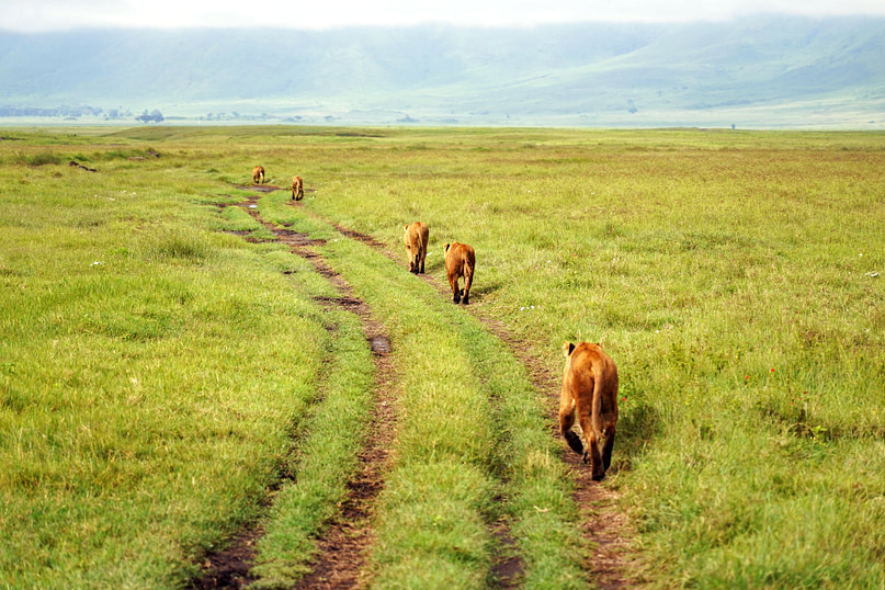 Ngorongoro Löwen auf dem Weg