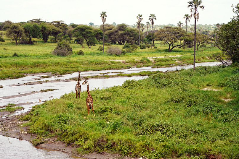Safari Tarangire 2 Giraffen am Fluss