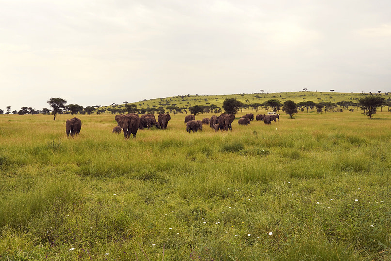 Serengeti Elefantenherde