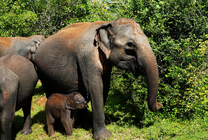 Yala Nationalpark Elefant mit Baby