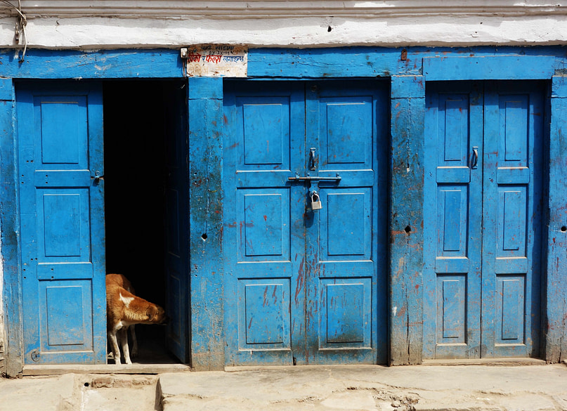Kathmandu Hund blaue Tür